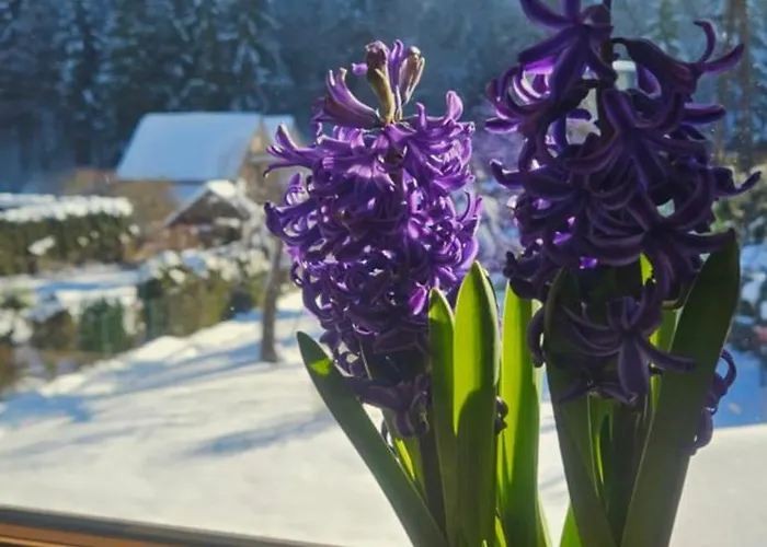 U Wanka Lejlighed Wisła